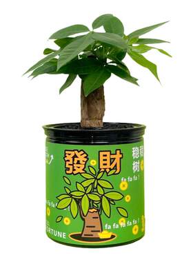 发财树水培室内植物办公桌盆栽