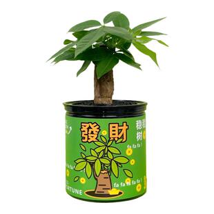 自然引力 稳稳发财树盆栽室内办公室桌面耐旱四季常青创意小盆景