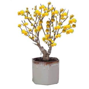 腊梅水培浓香型水培鲜切花花苞年宵梅花冬季枝条室内绿植水培植物