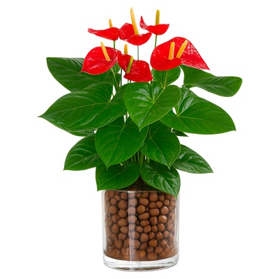 红掌绿植鸿运当头小盆栽