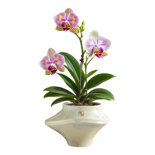 陶瓷花盆现代中式创意异形轻奢家用客厅桌面蝴蝶兰花盆景装饰摆件