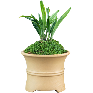 翁源兰花袖珍小兰草建兰九仙荷蝶开花高荷瓣花兰草小盆景送礼绿植
