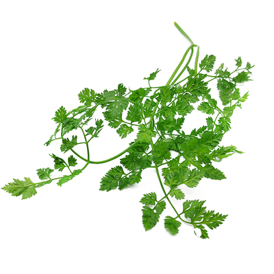 新鲜细叶芹西餐香料菜欧芹