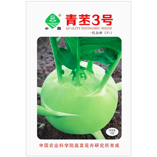 苤蓝种子青苤兰种籽青苤3号高产蔬菜种孑芥兰头芥蓝球茎水果苤蓝