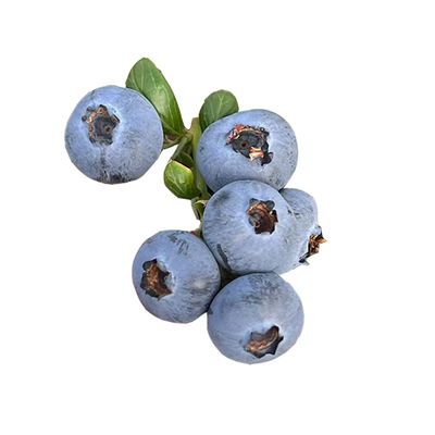 云南L25花香蓝莓脆甜清香孕妇果