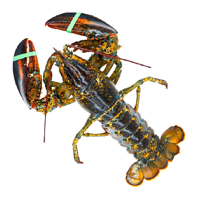 �洫�� ���� ˳�� � 450-500g/ֻ*3��    ��96.25Ԫ/�� ��288.75Ԫ+15.98Ԫ�Խ��