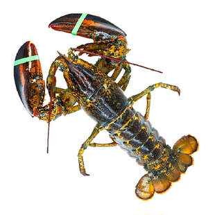 渔传播包活到家大波龙特快鲜活波士顿大龙虾（活发）450-500g*1只