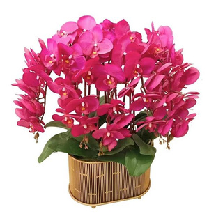 蝴蝶兰盆栽带花剑特大号大苗花卉绿植室内植物多季开花好养鲜花盆