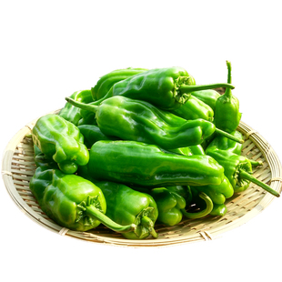 菲力2号薄皮辣椒种子辣椒苗早熟泡椒芜湖椒 高产薄皮椒蔬菜种籽