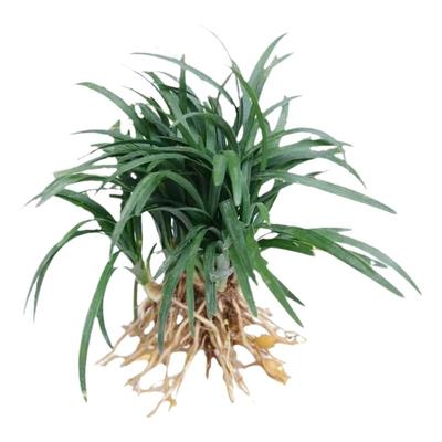 矮麦冬草庭院玉龙草苗耐寒践踏园林绿化苗木草坪植物金边麦冬草