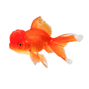 红狮金鱼国师鱼冷水鱼金鱼活鱼淡水锦鲤活体好养耐活不加温观赏鱼