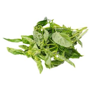 罗勒叶新鲜食用泰式冬阴功汤食材披萨草罗勒青酱西餐调味香料蔬菜