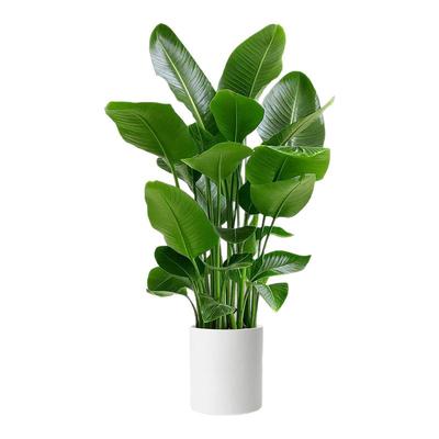 坤宁王天堂鸟寓意吉祥讨喜