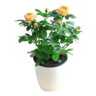 大花门廊绒球月季花苗盆栽欧月灌木勤花耐热阳台庭院爬藤四季开花