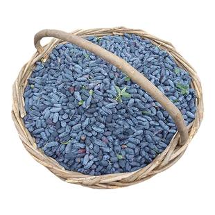 蓝靛果树苗羊奶子黑瞎子果苗山茄子树苗盆栽阳台南北方浆果庭院