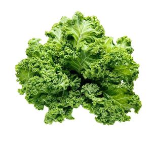 四季可食用绿羽衣甘蓝苗绿紫羽衣粉雨衣甘蓝秧苗种籽春季蔬菜苗