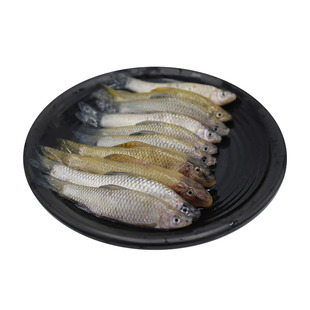 微山湖小麦穗鱼小河罗汉鱼鲜活体现杀淡水鱼柳条鱼里古子小杂鱼新