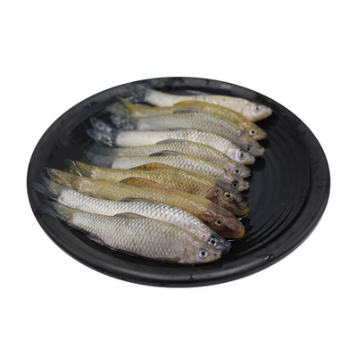 微山湖麦穗鱼活鱼现杀极速发货