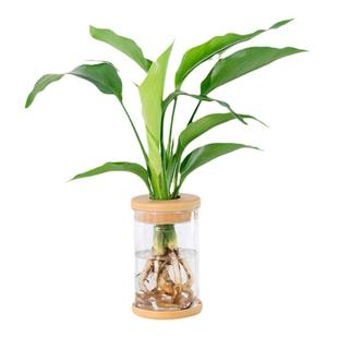 天堂鸟盆栽花卉水培植物室内耐阴易养活水养桌面鹤望兰绿植客厅