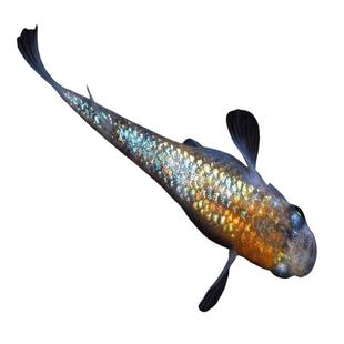 活体观赏鱼冷水鱼观背青鳉鱼红帝贵妃除油膜蚊虫不打氧不怕冷好养