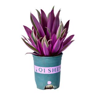 紫露兰盆栽室内植物花卉好养油画吊兰客厅净化空气小绿植净化空气