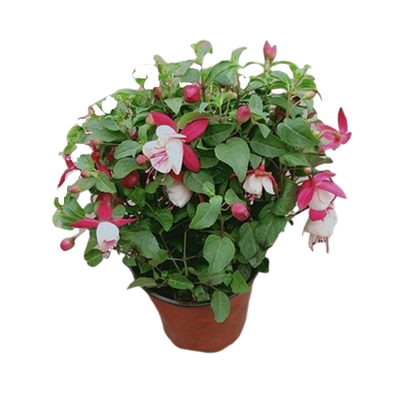 宝莲灯花盆栽阳台倒挂金钟