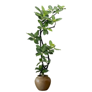 孟加拉榕树客厅绿植落地式大型黄金榕高级感绿植物高端大气上档次