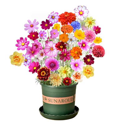 波斯菊花海种籽野花组合