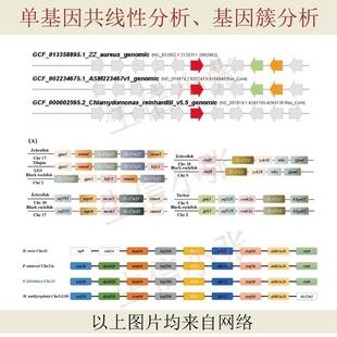 生信分析数据服务单细胞测序转录组TCGA GEO数据生信图咨询