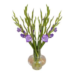 新鲜剑兰鲜切花 颜色多花期长10枝 客厅酒店插花 年宵花 节节高升