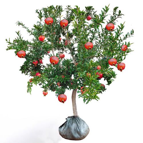 桃树果嫁接黄桃树苗冬桃油桃果树苗南北方庭院种植当年结果