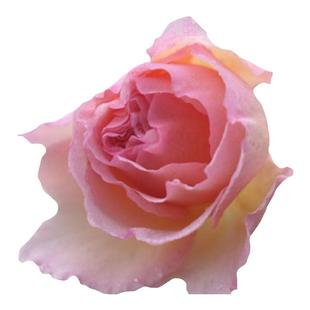 月季浪漫俳句/夏琳王妃 大花花浓香月季庭院阳台盆栽绿植花卉小苗