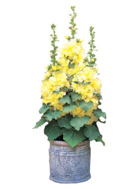 3株重瓣蜀葵花苗种子籽苗盆栽桃子与梦四季种开花阳台庭院一丈红