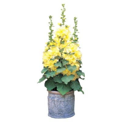 3株重瓣蜀葵花苗种子籽苗盆栽桃子与梦四季种开花阳台庭院一丈红