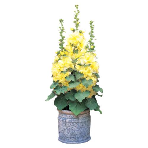 3株重瓣蜀葵花苗种子籽苗盆栽桃子与梦四季种开花阳台庭院一丈红