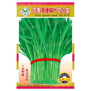 空心菜种籽四季青梗柳叶空心菜籽通菜种籽通心菜蕹菜春季蔬菜种孑