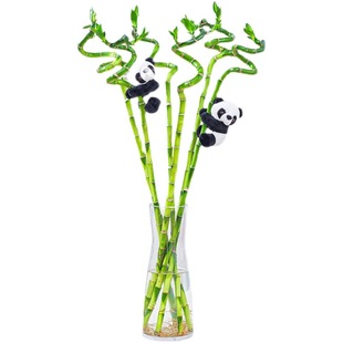 富贵竹水培植物观音竹开运转运竹绿植花卉盆栽室内好养发财树带根