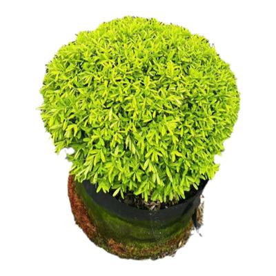 雀舌黄杨树苗球小叶黄杨球瓜子黄杨苗四季常青耐阴常绿庭院绿篱