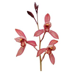 高端老种四季建兰花苗满堂红带花浓香七彩丹霞市长红好养花卉盆栽