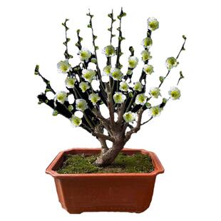 绿梅盆栽老桩盆景耐寒植物庭院阳台绿萼梅花地栽绿花原生梅花树苗