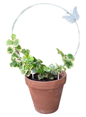 园艺花园爬藤架铁艺日系