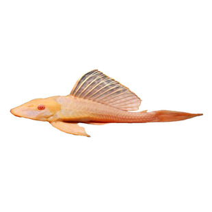 女王大帆鱼红眼女王女皇大帆清洁工观赏热带鱼除藻豹纹清道夫活体