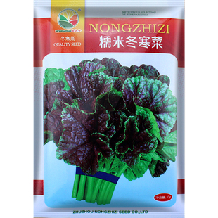冬寒菜种子糯米冬寒菜籽冬苋菜高钙菜盆栽菜秋冬季四季蔬菜苗孑