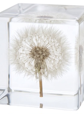 真实植物标本蒲公英玫瑰立方摆件水晶球昆虫标本蝎子蜘蛛情侣礼物