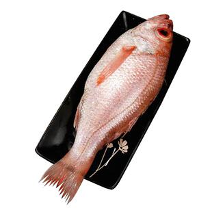 红果鲤韩国黑喉鱼整条新鲜活冷冻喉黑鱼赤陆鱼金吉鱼冷冻海鲜水产