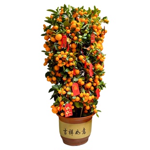 金桔树盆栽带果可食用年桔橘子树苗室内客厅新年绿植四季好养植物