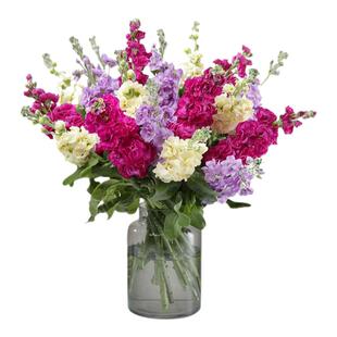 海蒂的花园紫罗兰草本花卉室内切花植物耐阴阳台庭院盆栽花苗