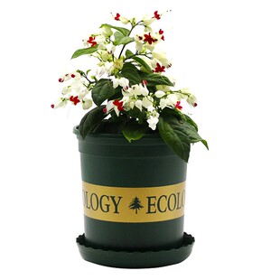 龙吐珠盆栽成品带花苞阳台庭院花墙耐晒耐养垂吊爬藤四季绿植花卉