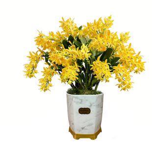 刘阁兰花苗 金鹤香水石斛兰 现带花苞出售室内外阳台花卉绿植盆栽