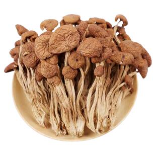 500g新鲜农家茶树菇干货不开伞茶薪菇250g非特级香菇蘑菇特产菌类